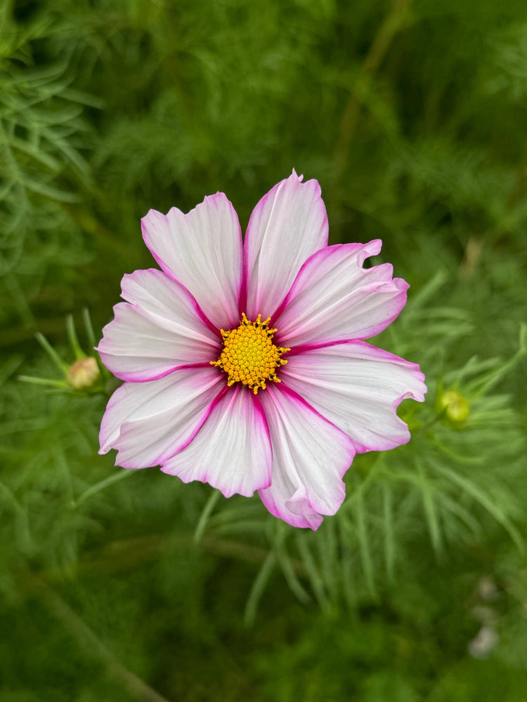Blomster til festen